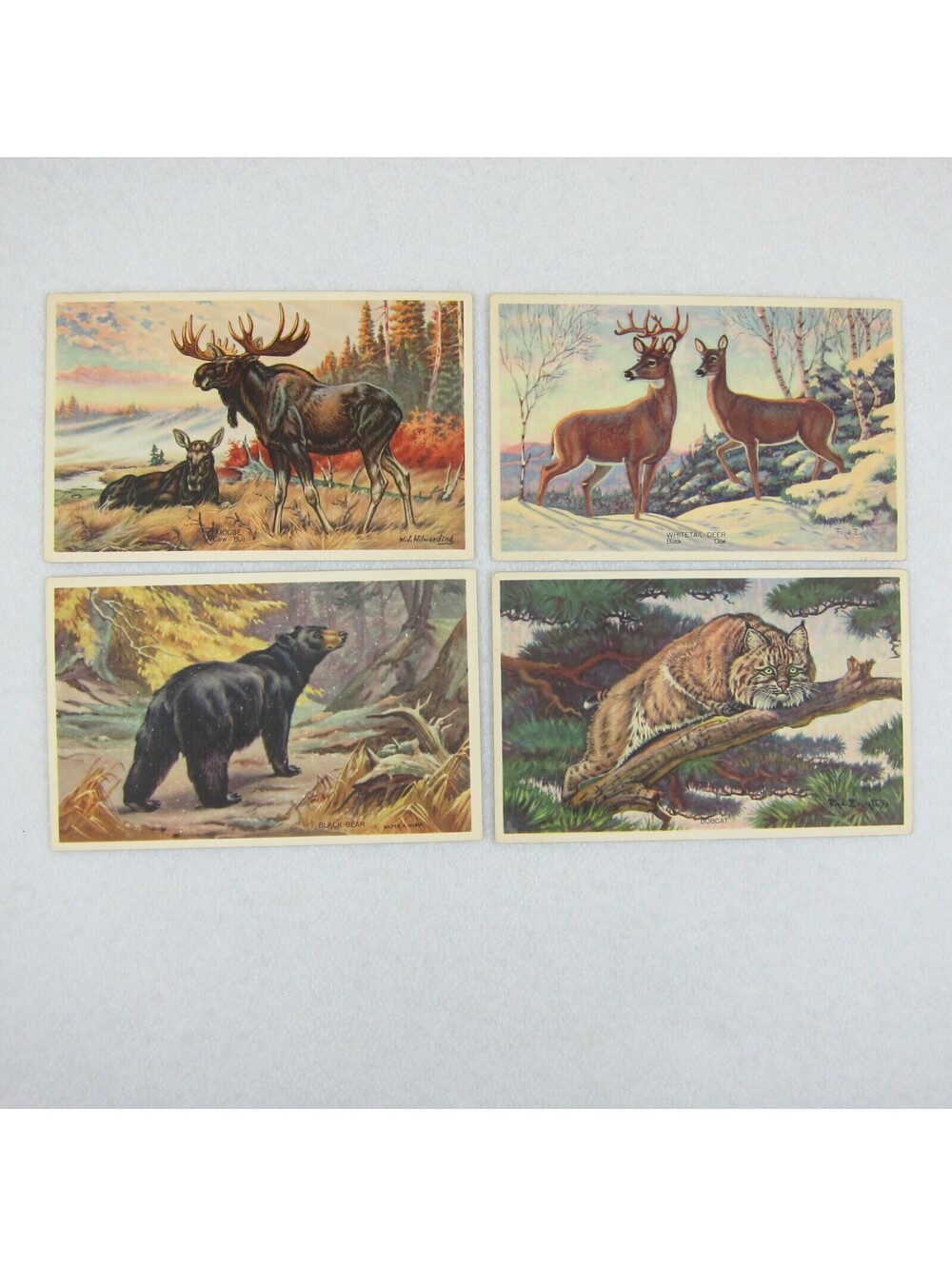 Vintage 1939 National Wildlife Postcards Lot 4 Moose, Deer, Black Bear & Bobcat